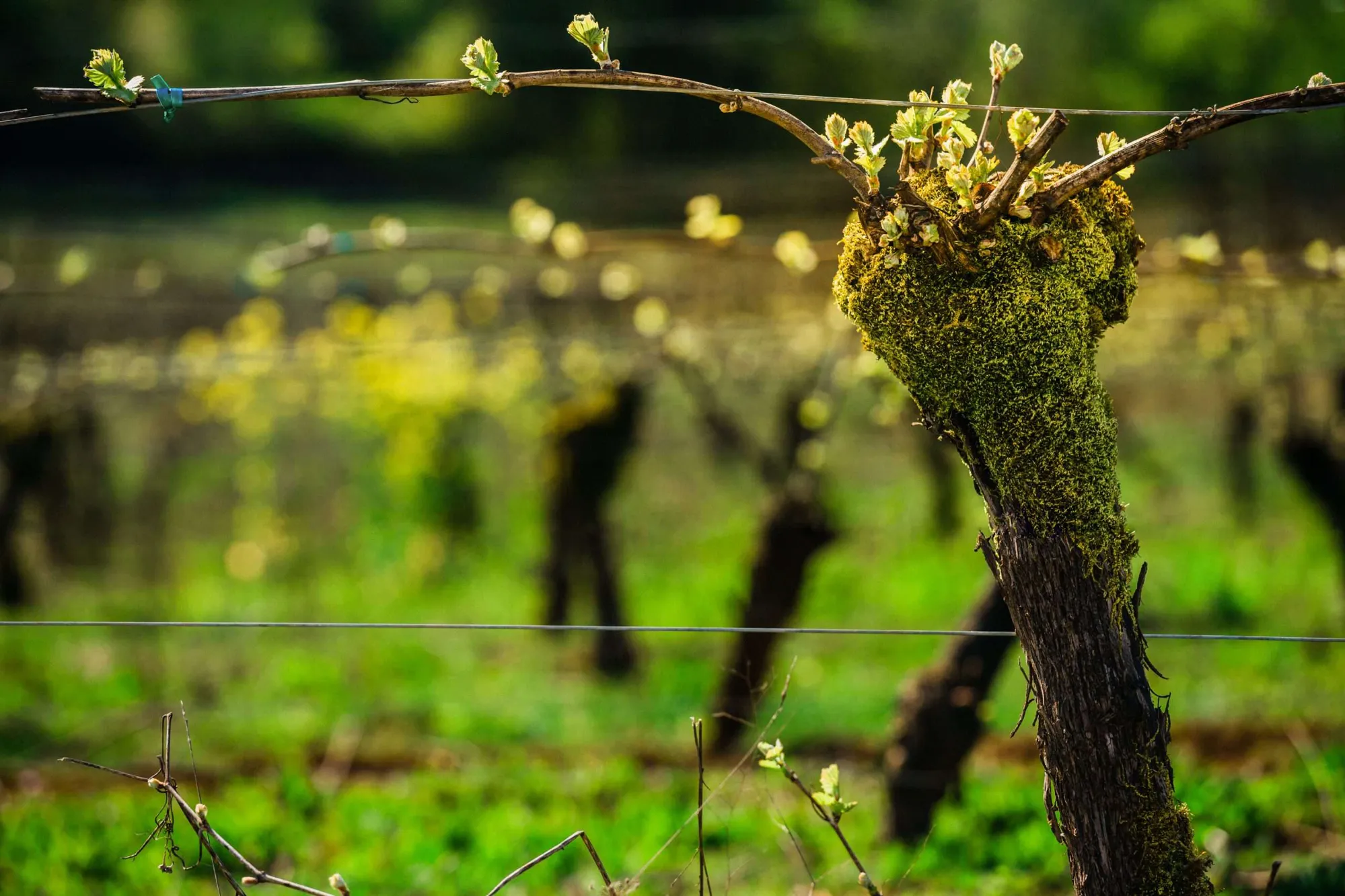 Cellar and vineyard tour