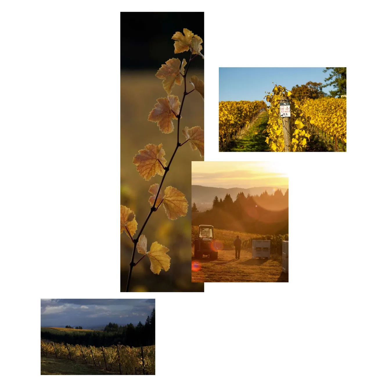 25_LangeOurVineyards-collage Collage of Lange vineyard images