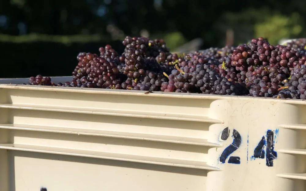 Container of Lange fruit freshly harvested from the vine