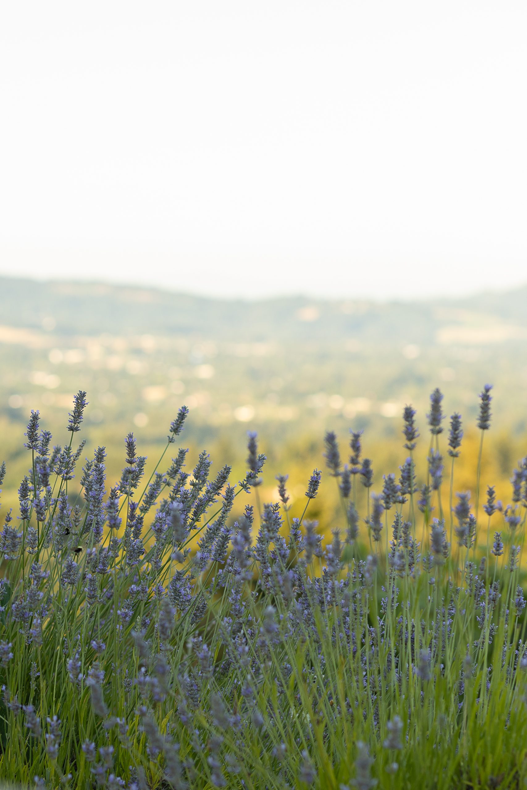 Photo at summer dusk overlooking the valley from the Lange Patio with lavender.